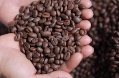 Cung cấp cà phê hạt